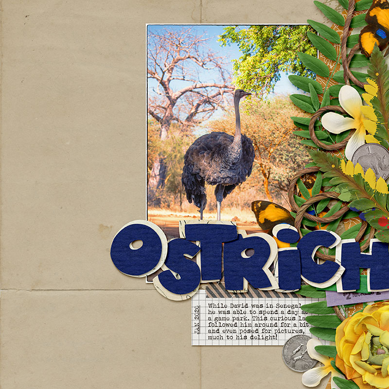 MOC9-26_LargeTitle_Ostrich