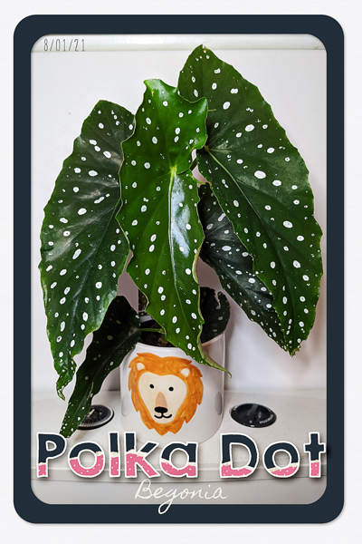 MOC9 Day 6 | Polka Dot Begonia