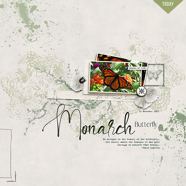 Monarch Butterfly