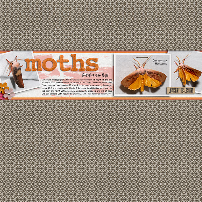 Moths