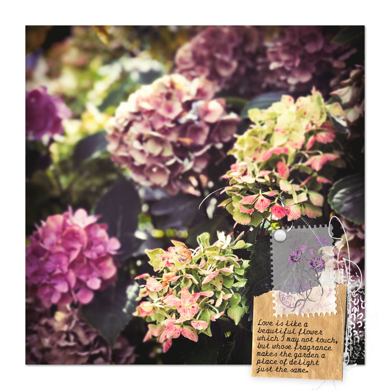 My Mum's Hydrangeas