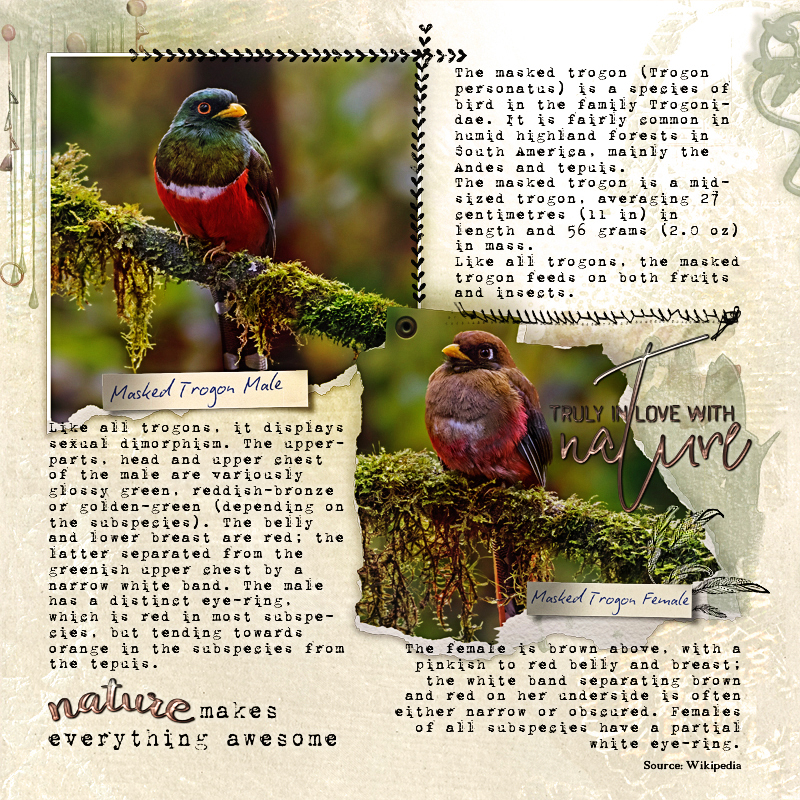 NBK-Design March Recipe Challenge - Masked Trogon