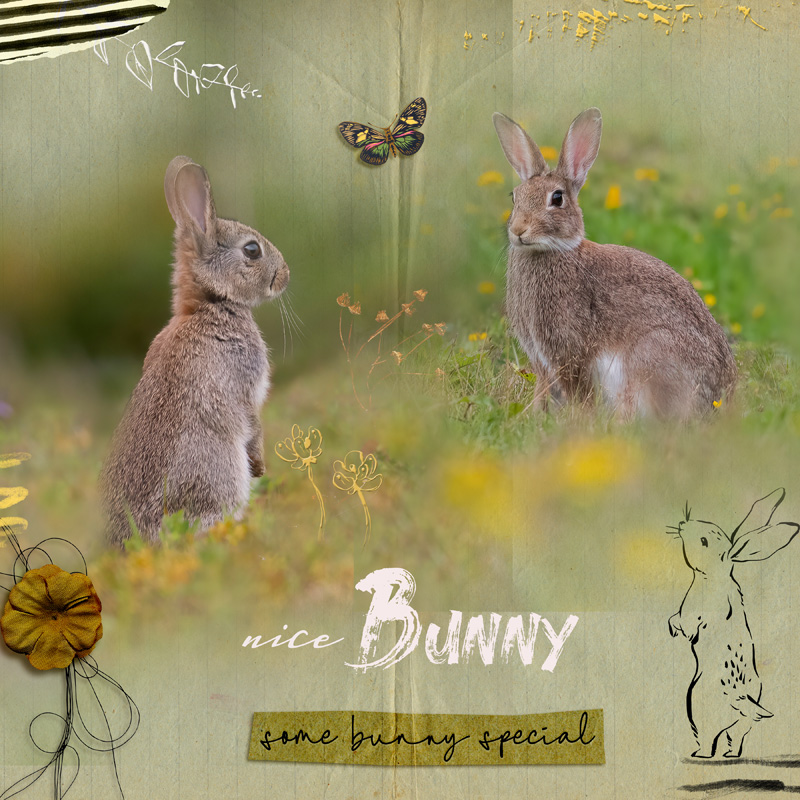 Nice Bunny