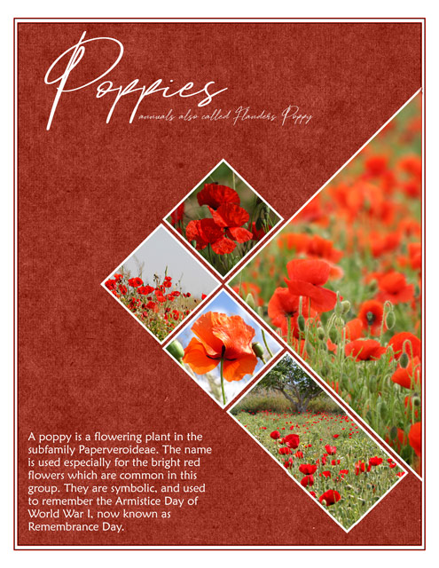Nov-2019-Monthly-Muse-Week-1---Poppies