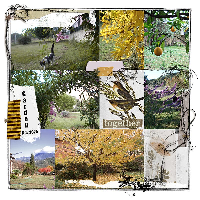 November 2025 - Garden