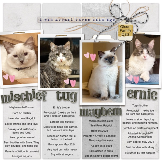 Olsen Family Cats 2025.jpg