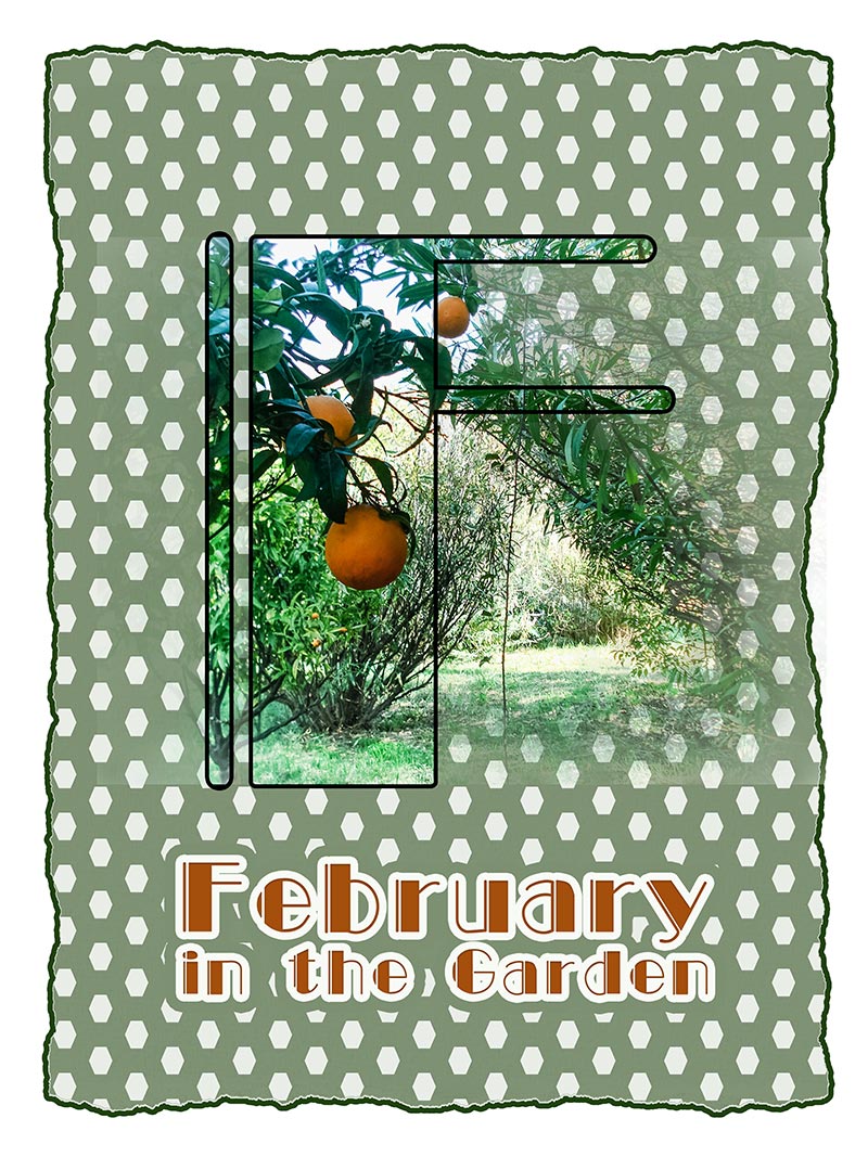 Oranges