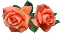 Original rose photo