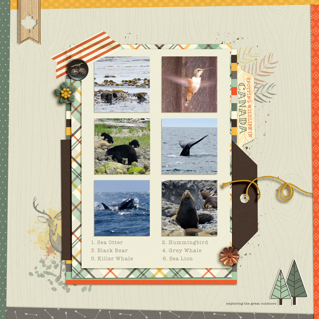 Our Wildlife Journal