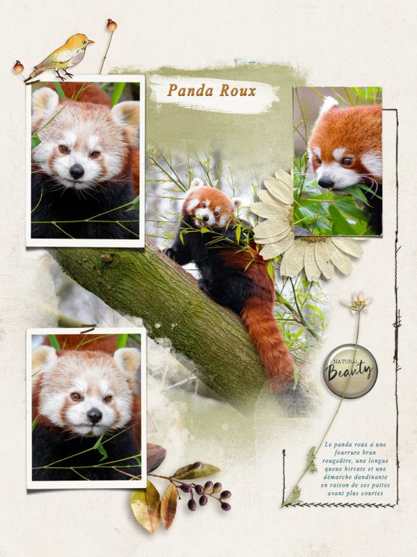 Panda Roux