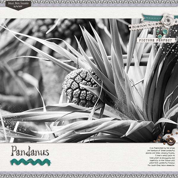 Pandanus Palm