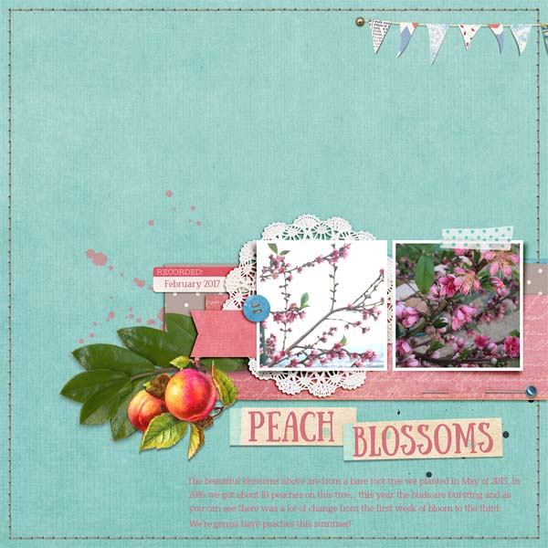 Peach Blossoms Web