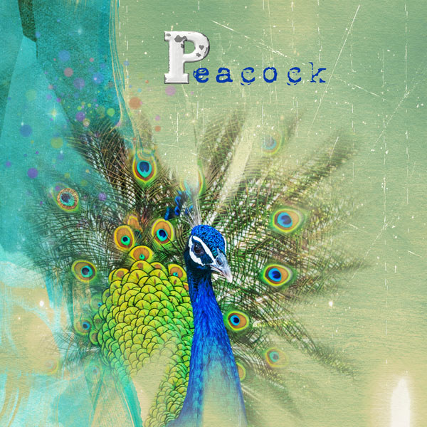 Peacock