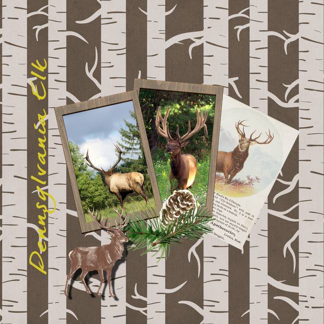 Pennsylvania Elk