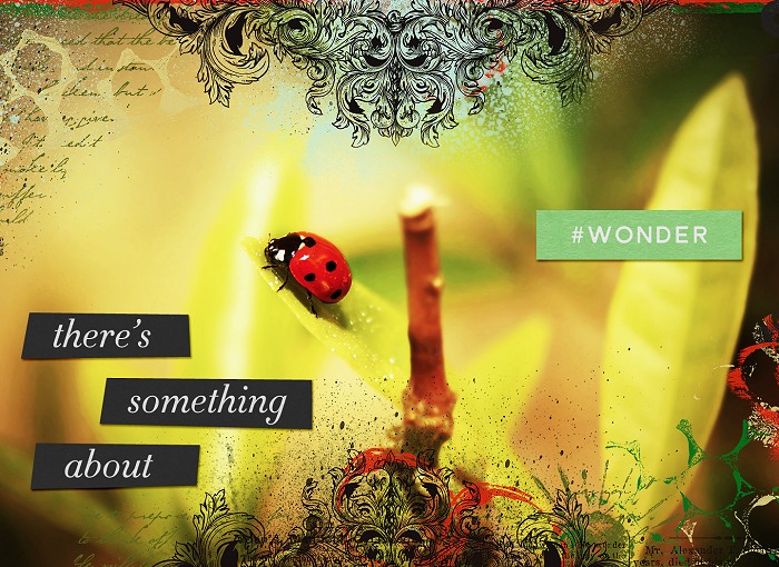 (photography-day 6) Wonder