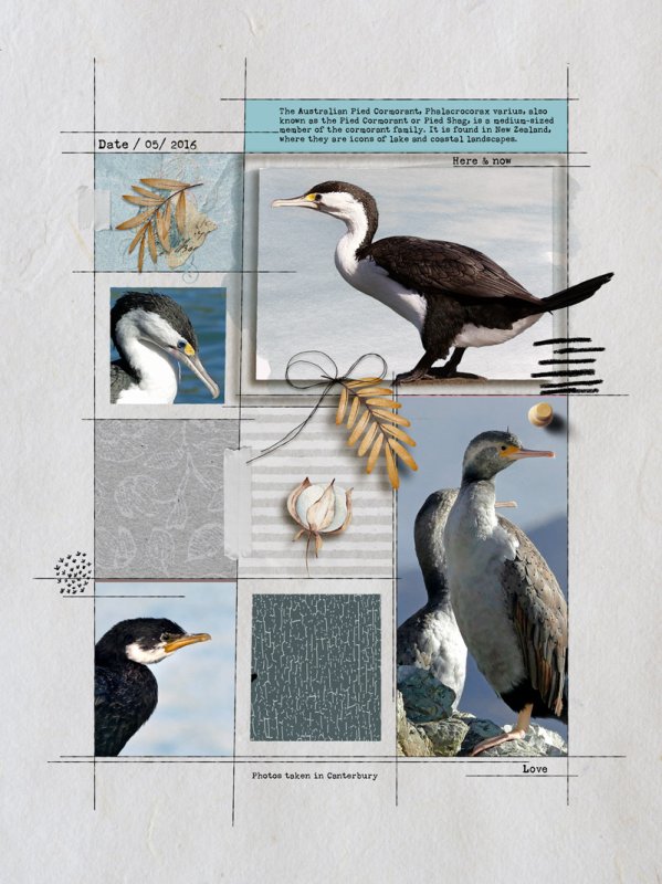 Pied Cormorant