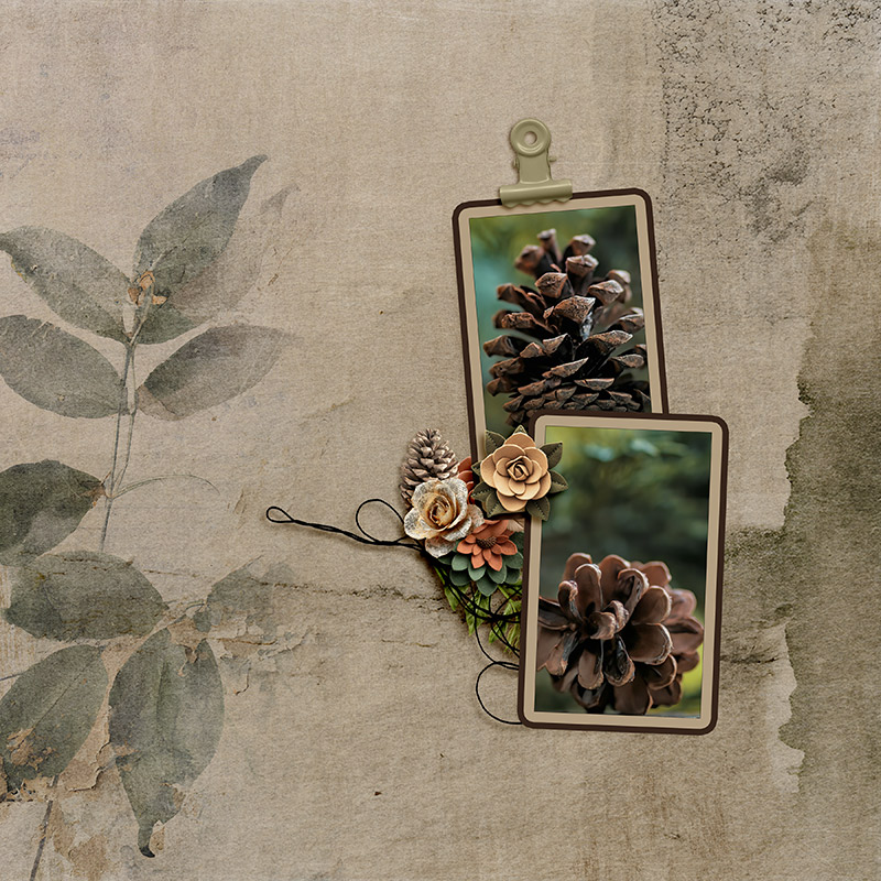 Pine  Cone