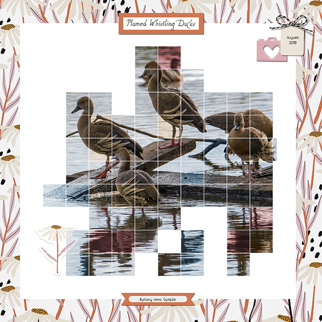 Plumed Whistling Ducks