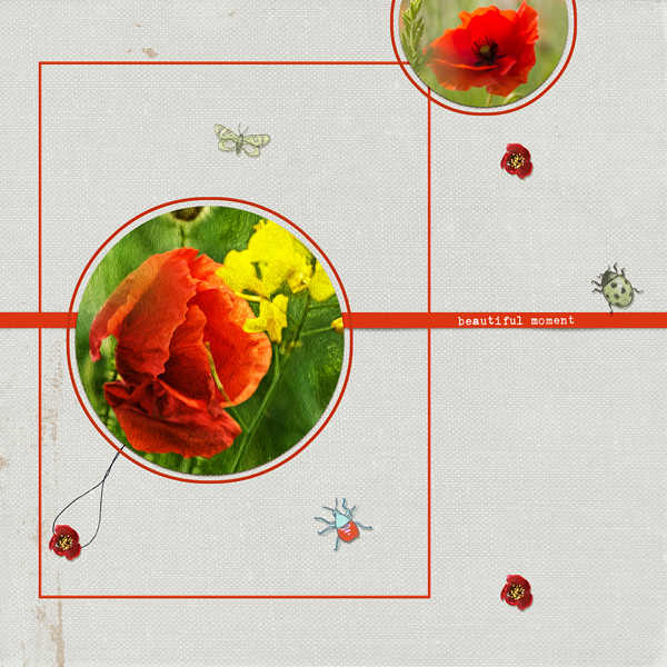 Poppies