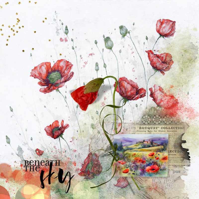 Poppy_extravaganza