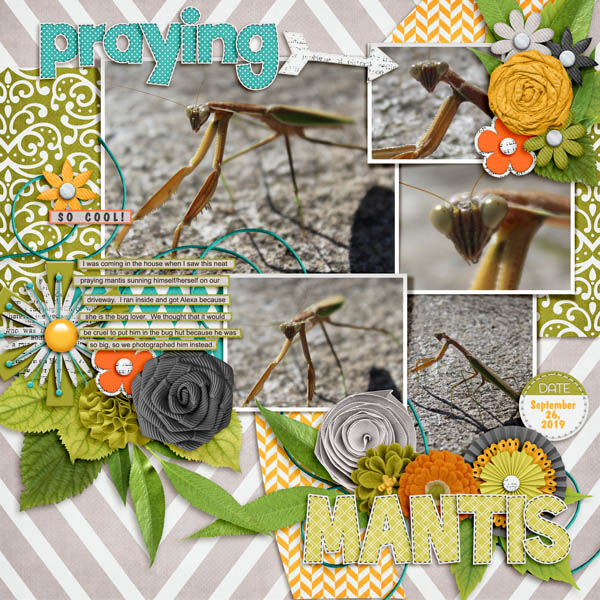 Praying Mantis