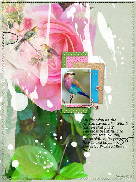 Prd_lilac Breasted Roller Bird