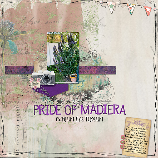 Pride of Madeira in Bloom