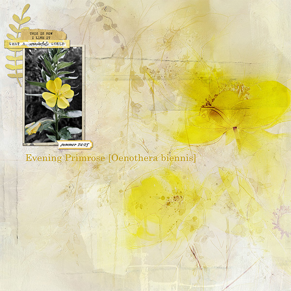 Primrose