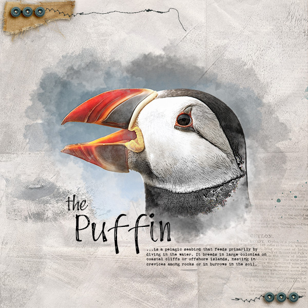 Puffin