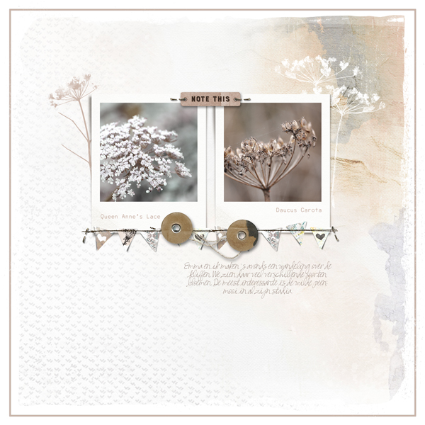Queen Anne's Lace | August Challenge