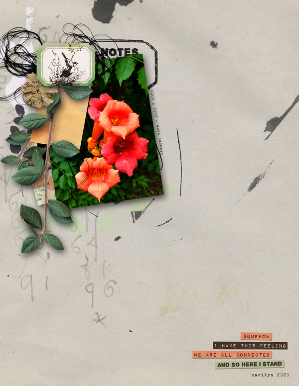 Rachel-Jefferies_2020-08_August_Challenge_Trumpet-Vine_web