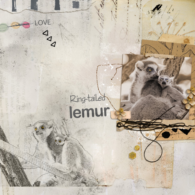 Ring-tailed Lemur