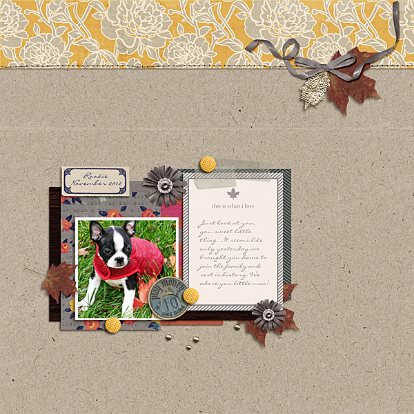 Rookie-November-20121