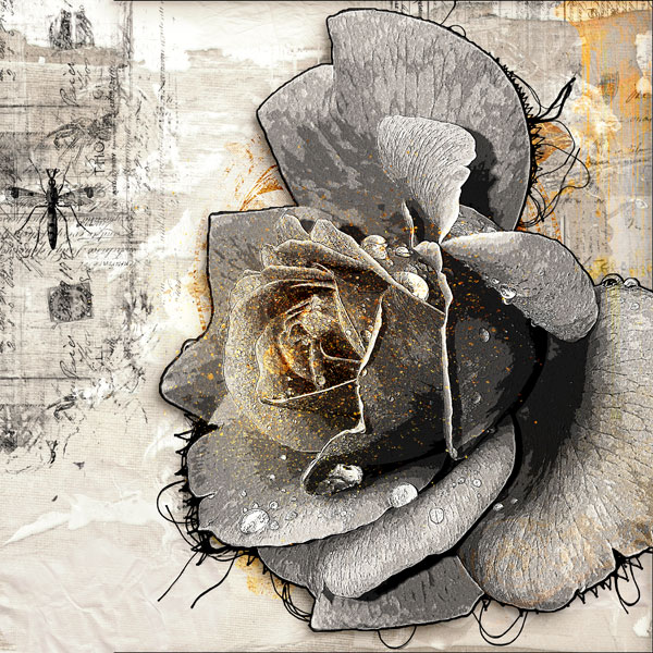 Rose
