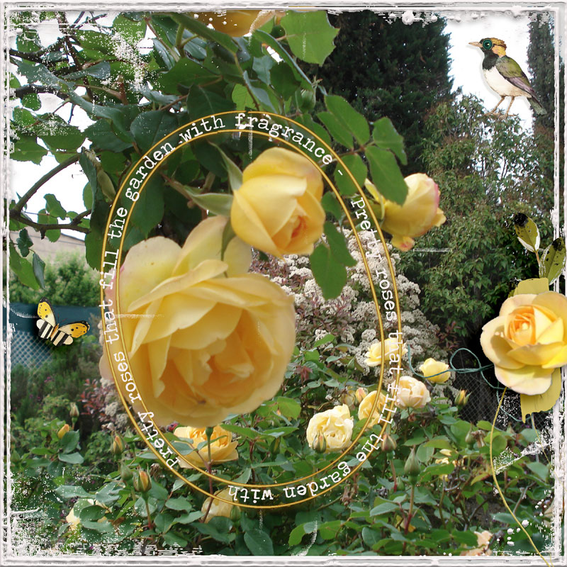 -Roses