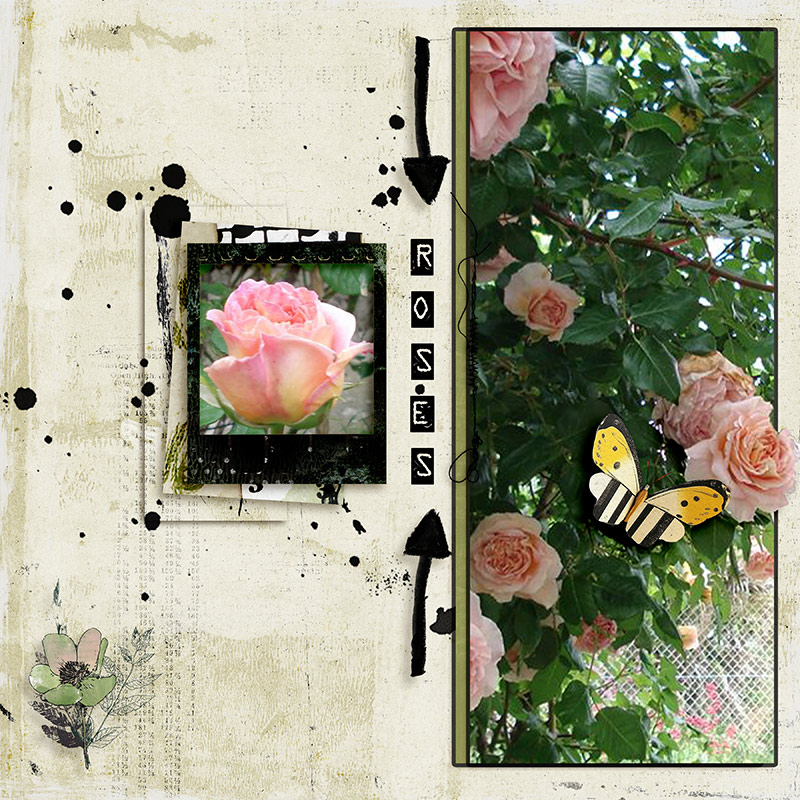 Roses