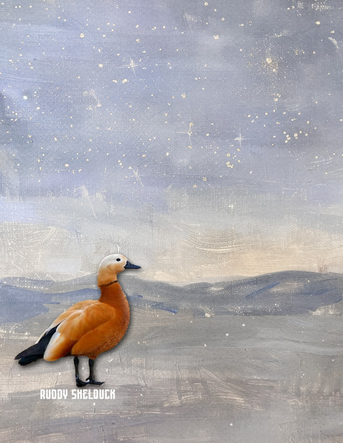 Ruddy-Shelduck
