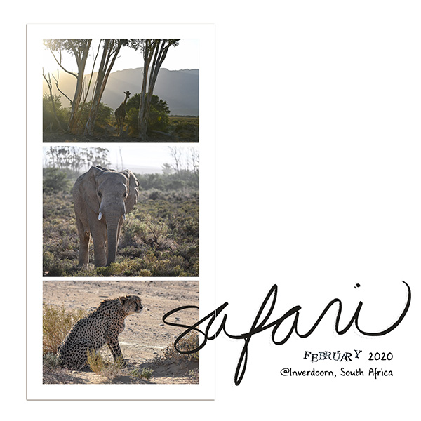 Safari