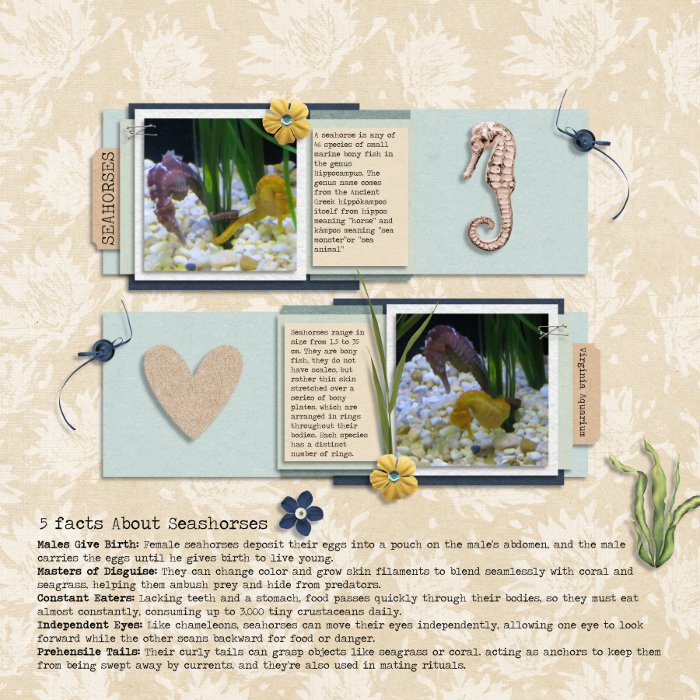 Seahorses