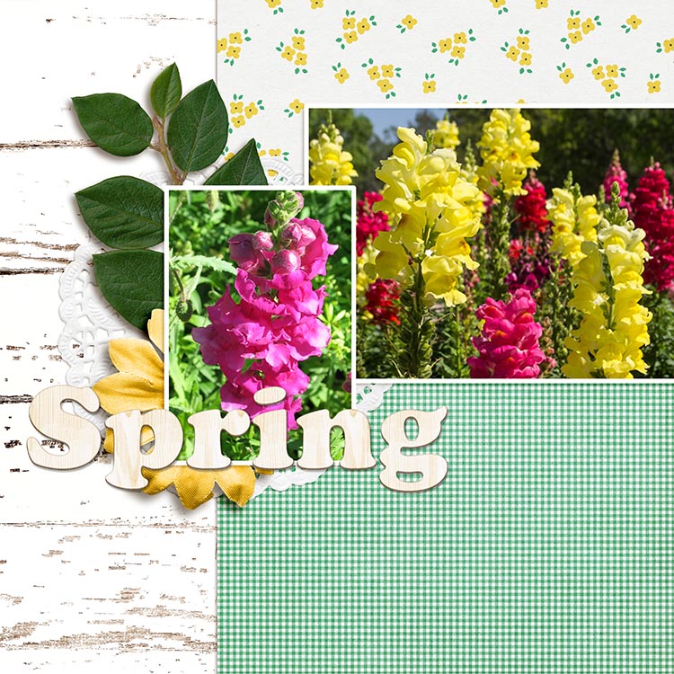 Snapdragons