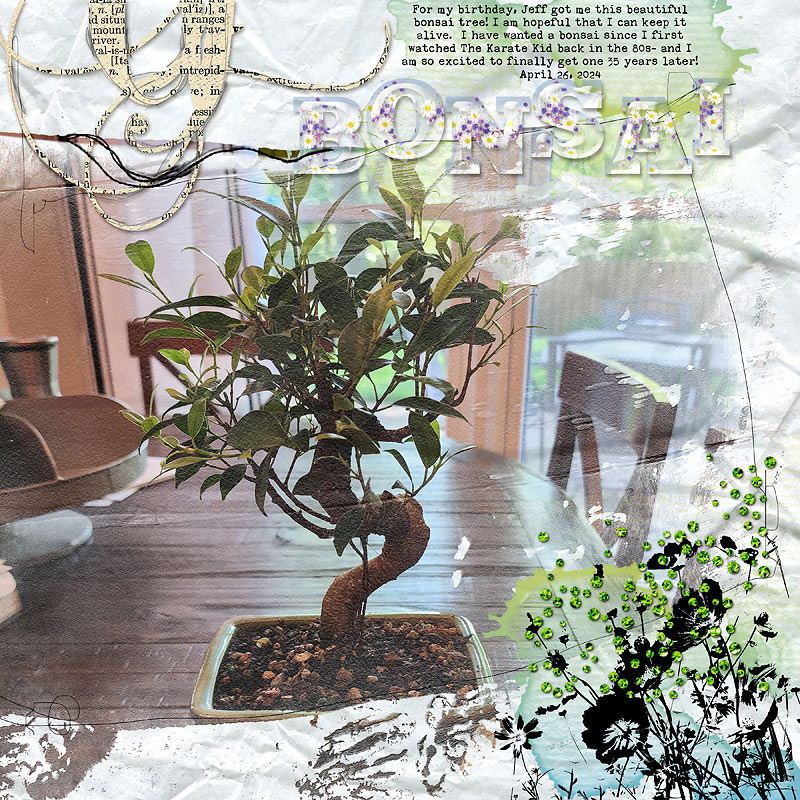 SOSN June 5- bonsai