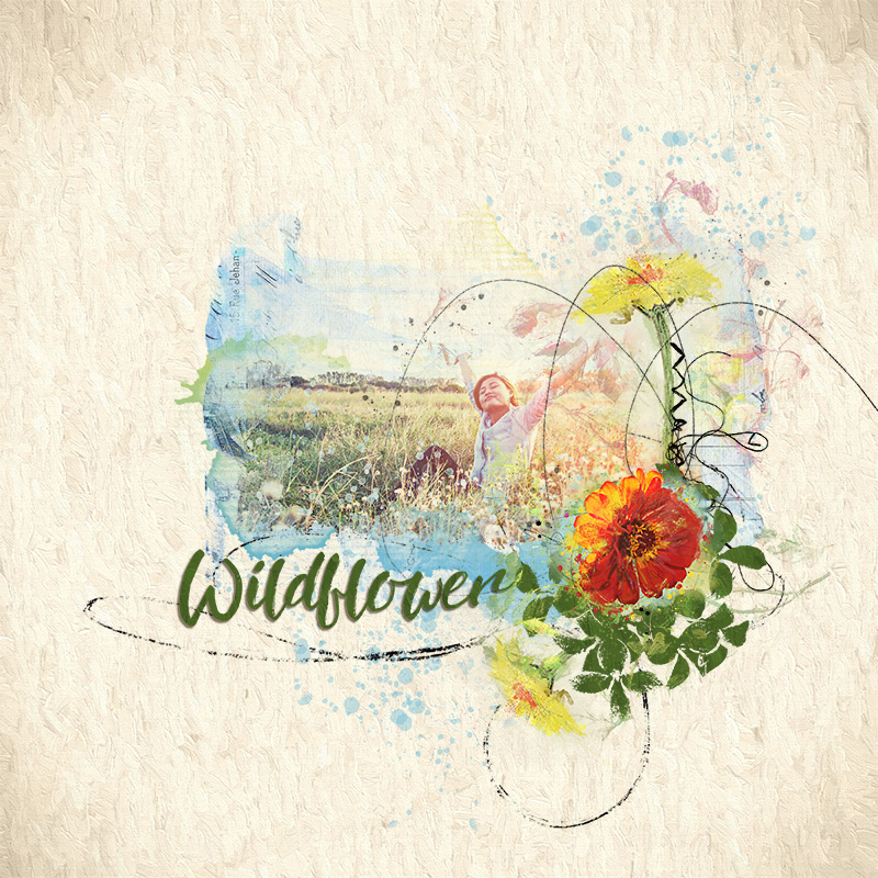 SOSN_jun5_NBK_Wildflower