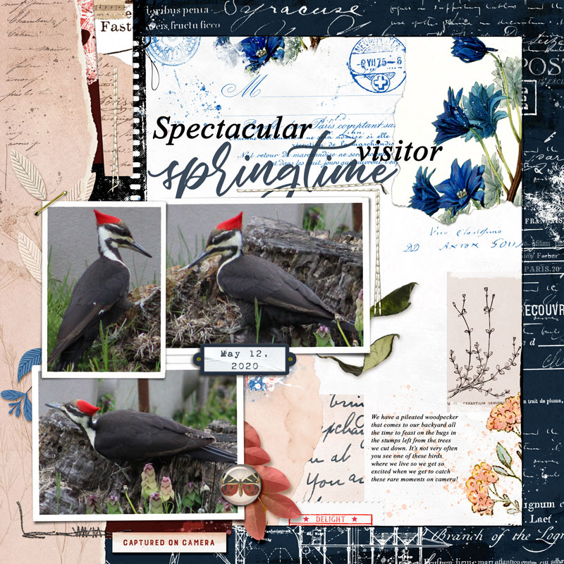 Spectacular Springtime Visitor