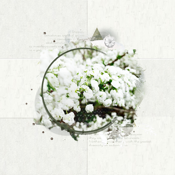 Spirea