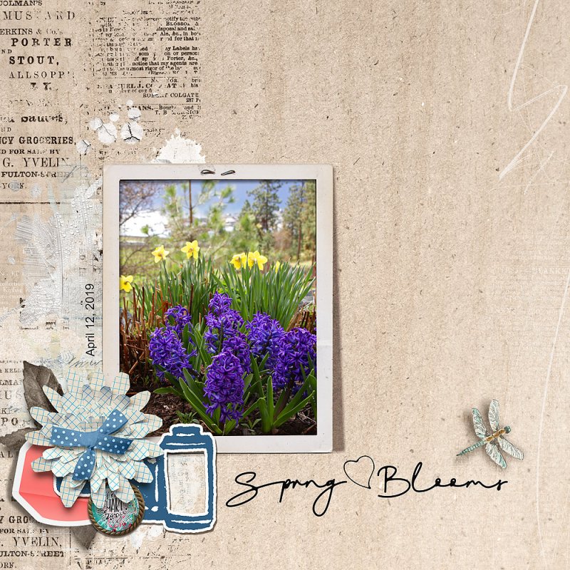 Spring Blooms