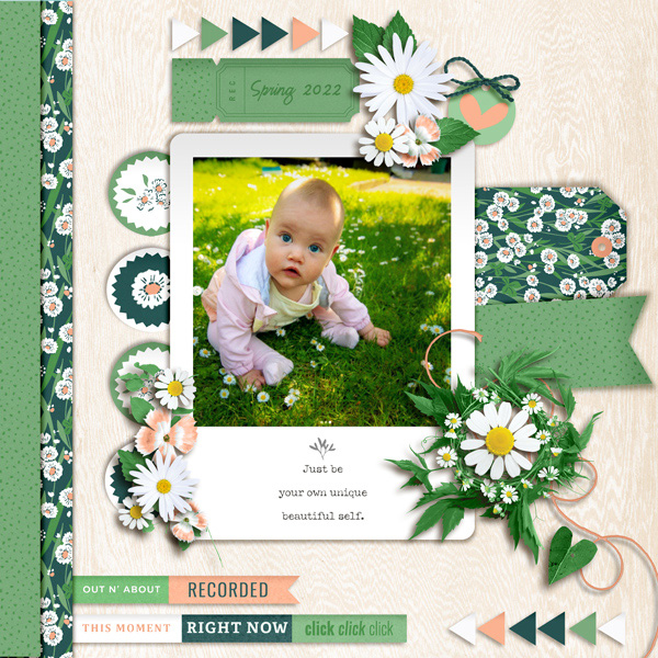 Spring Daisies