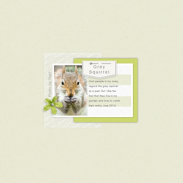 Squirrel
