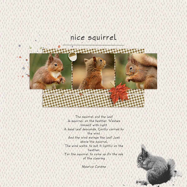 Squirrel