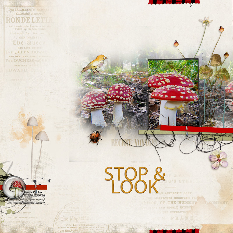 Stop & Look
