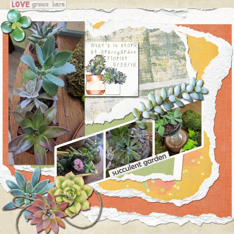Succulent Gardens At The Shop